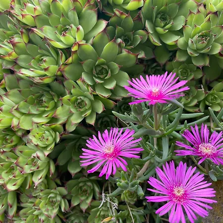 Cascina Mabette * Farigliano