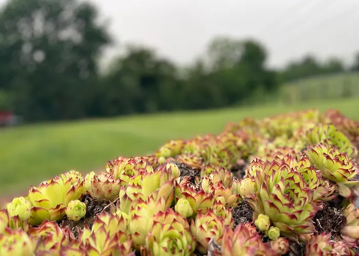 Cascina Mabette Apartment Farigliano